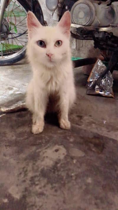 Persian cat