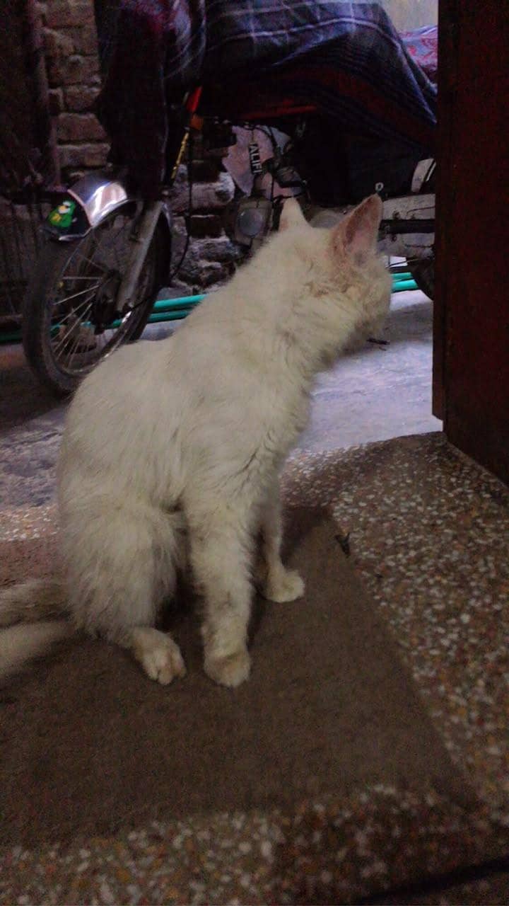 Persian cat 1