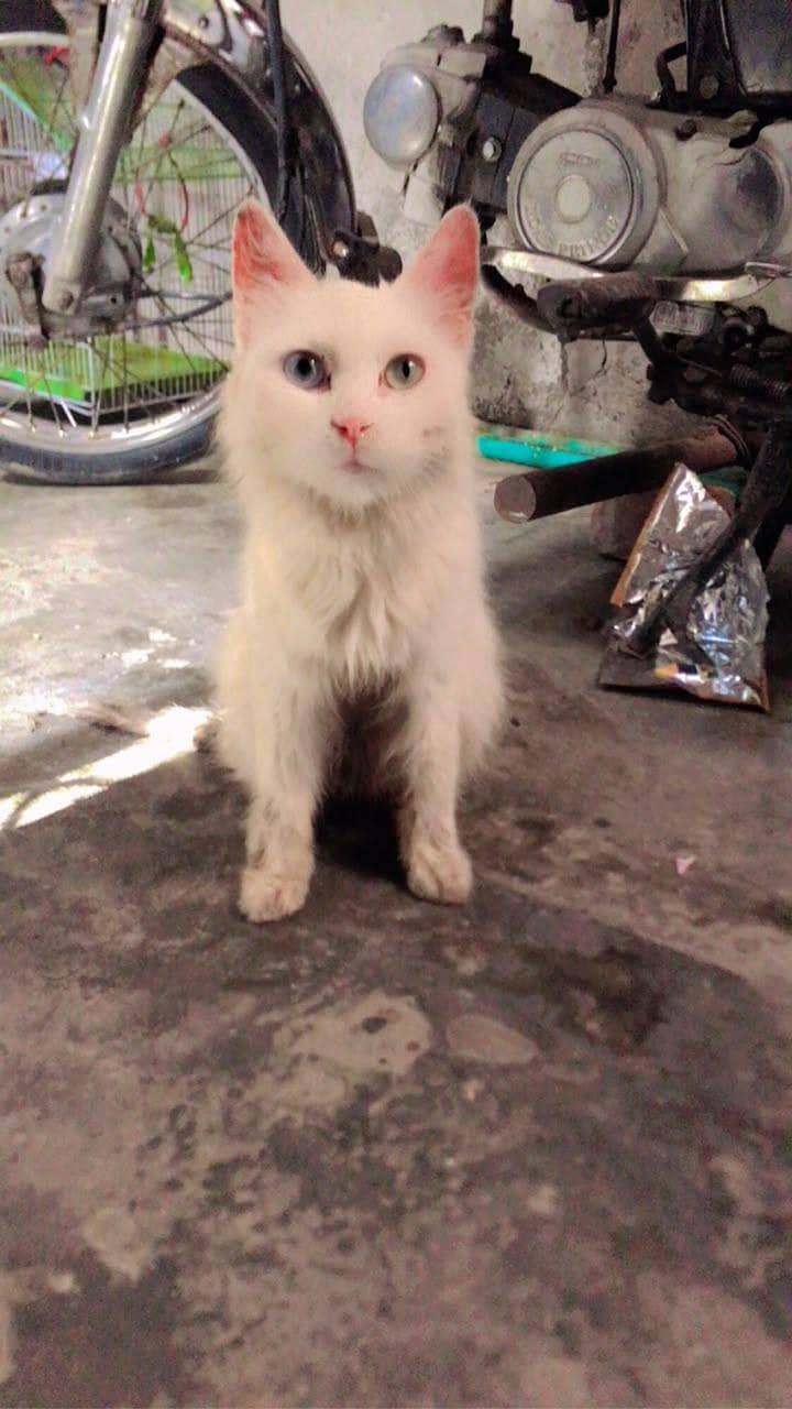 Persian cat 2