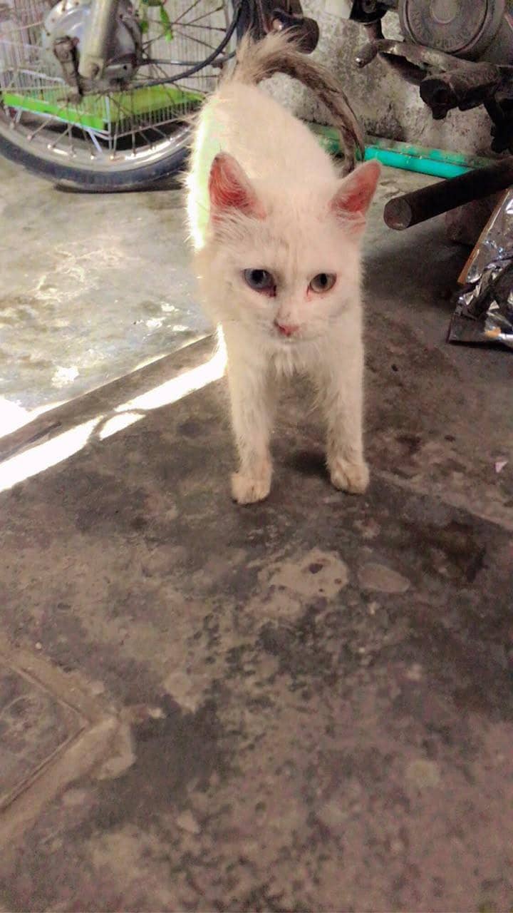 Persian cat 3