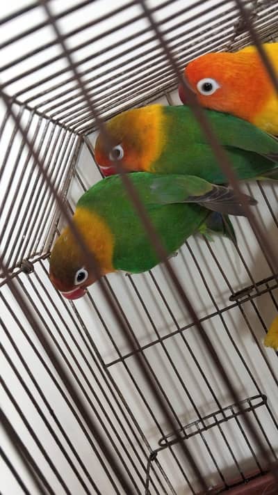 Love Birds Pair