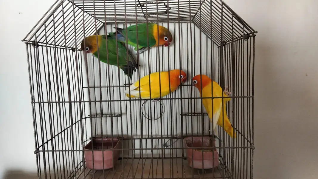 Love Birds Pair — photo 2