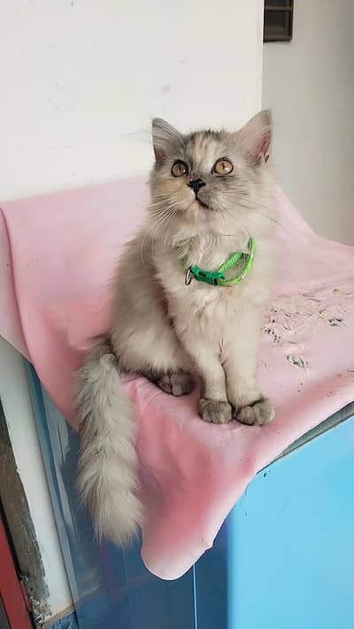 Kitten For Sale