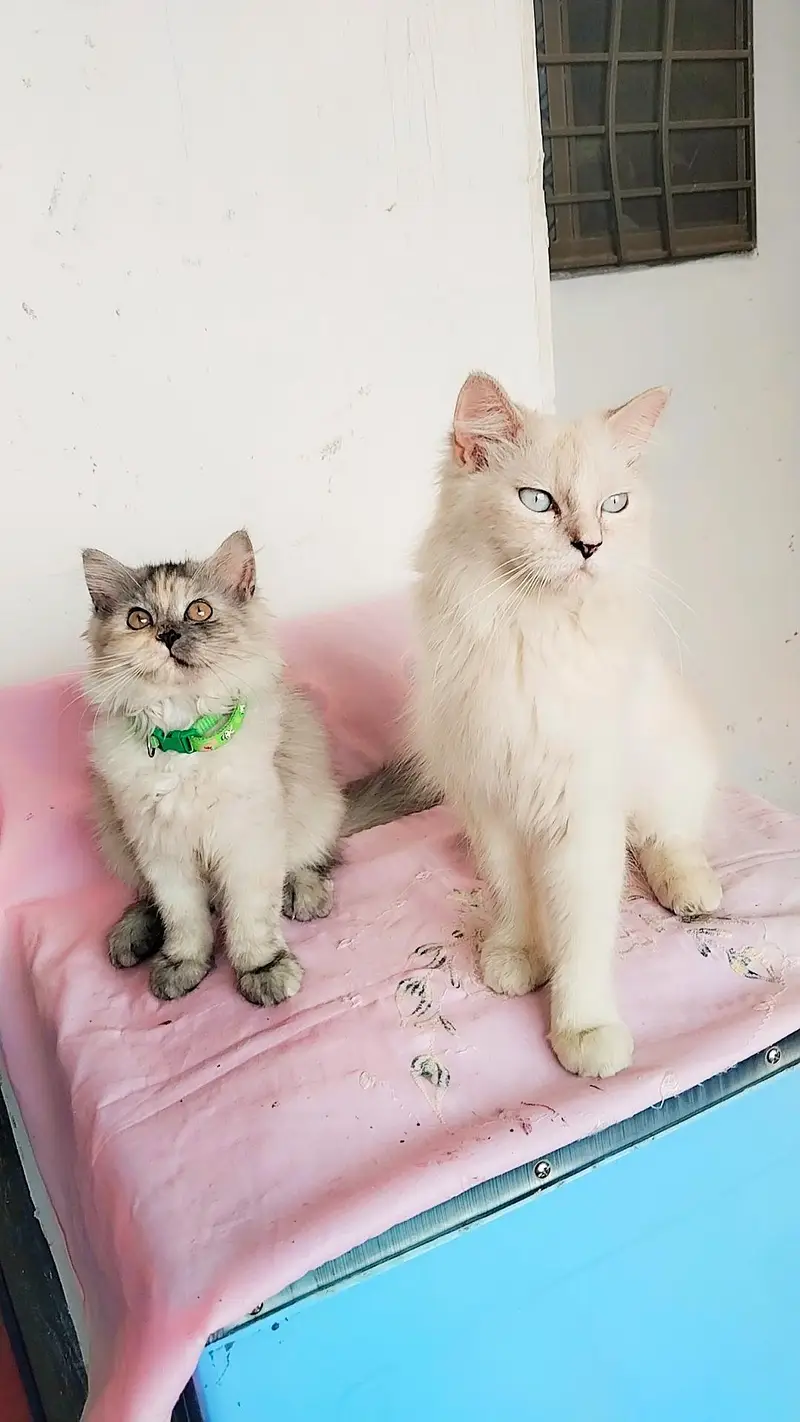 Persian kitten For Sale — photo 2