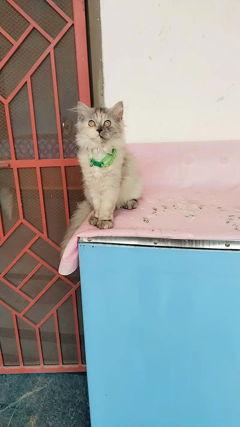 Persian kitten For Sale — photo 3