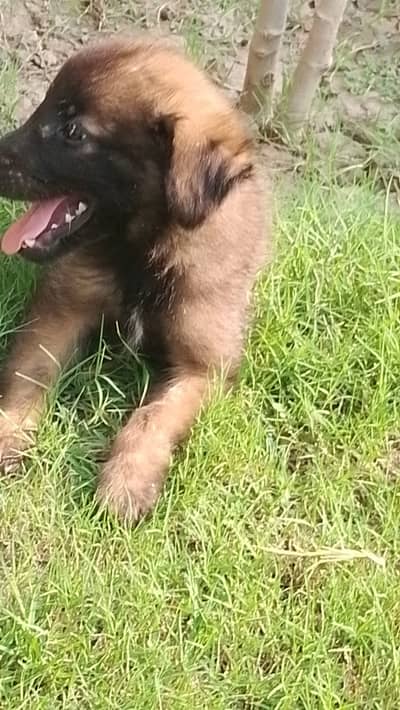 German shepherd