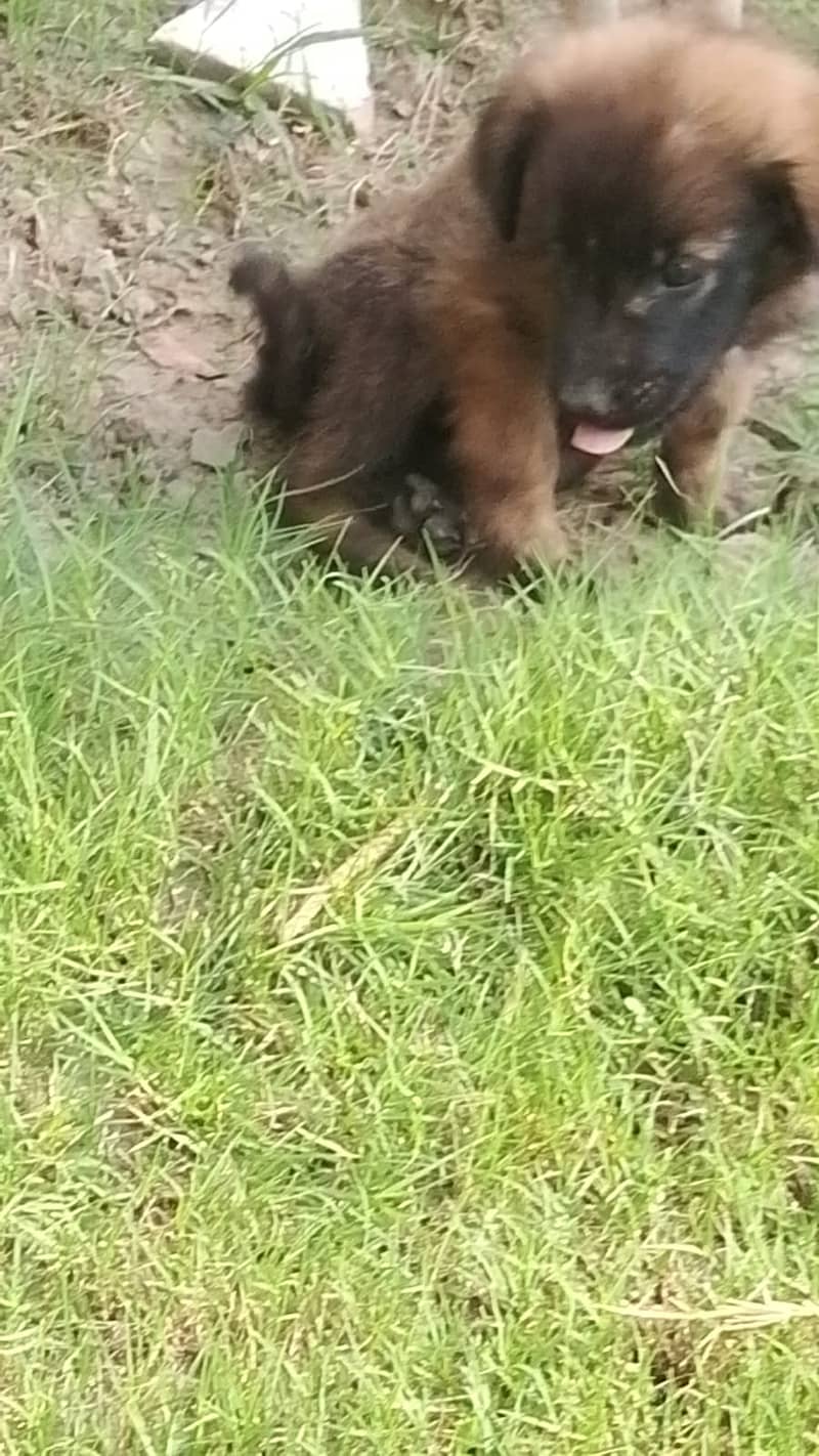 German shepherd 1