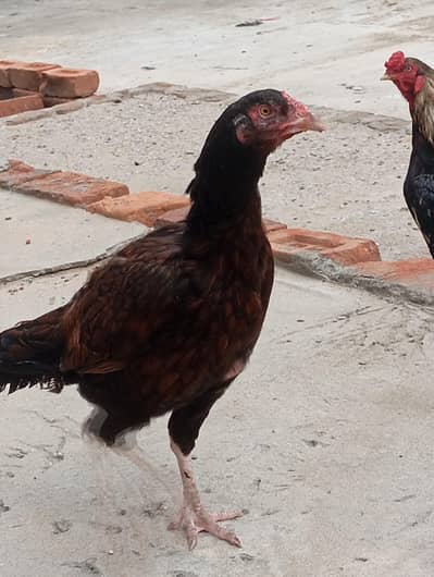 aseel pair for sale