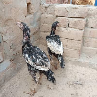 Aseel mianwali