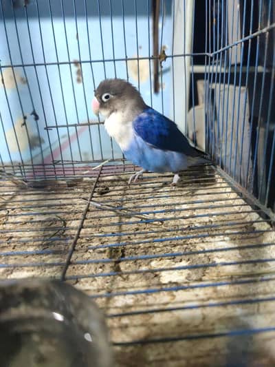 Blue Mask Lovebird For Sale | Healthy & Active | urgent sale