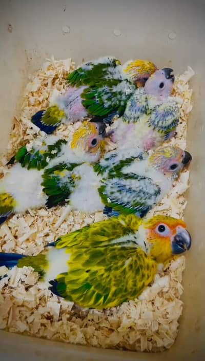 Sunconure chicks for sale (pair) (parrot) (Grey) (macaw) (Birds)