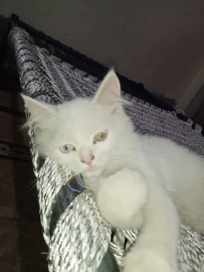 kiten