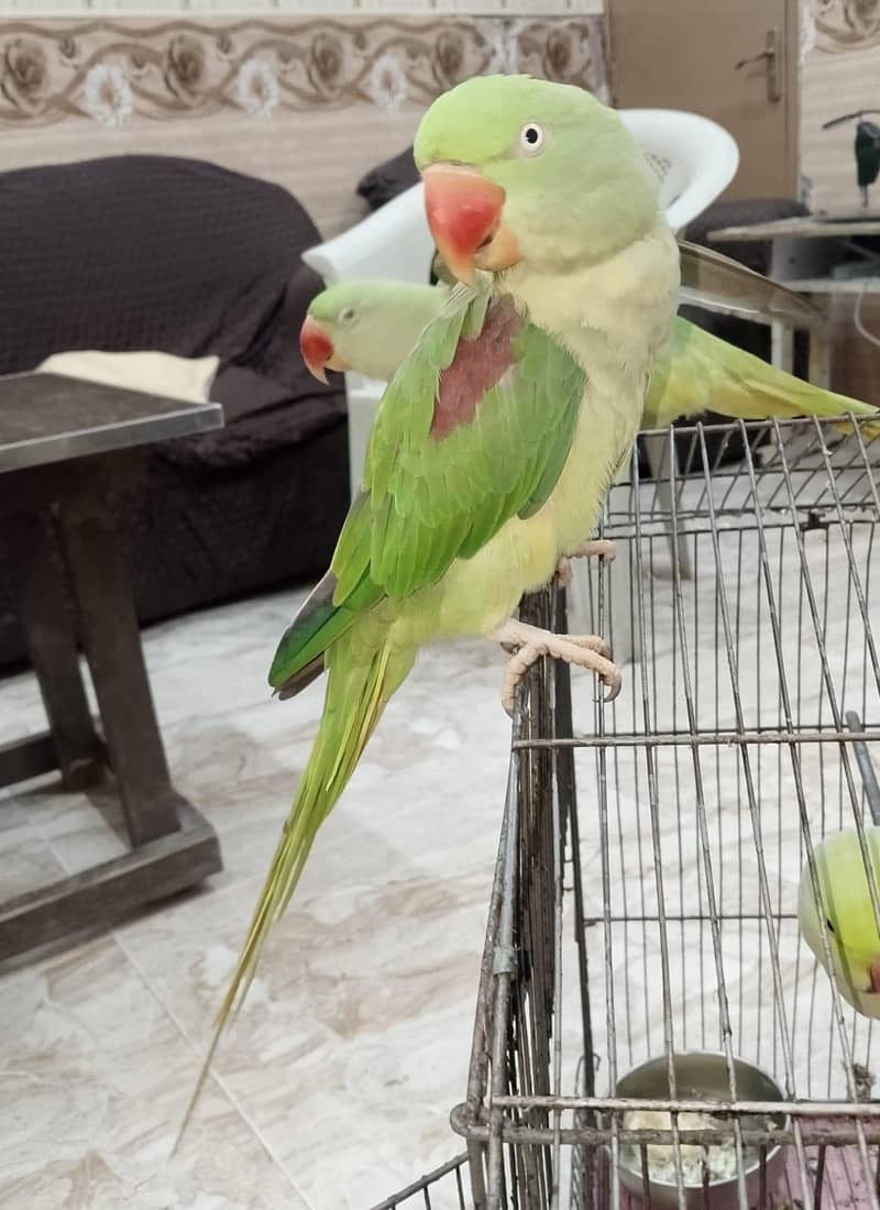 parrot 0