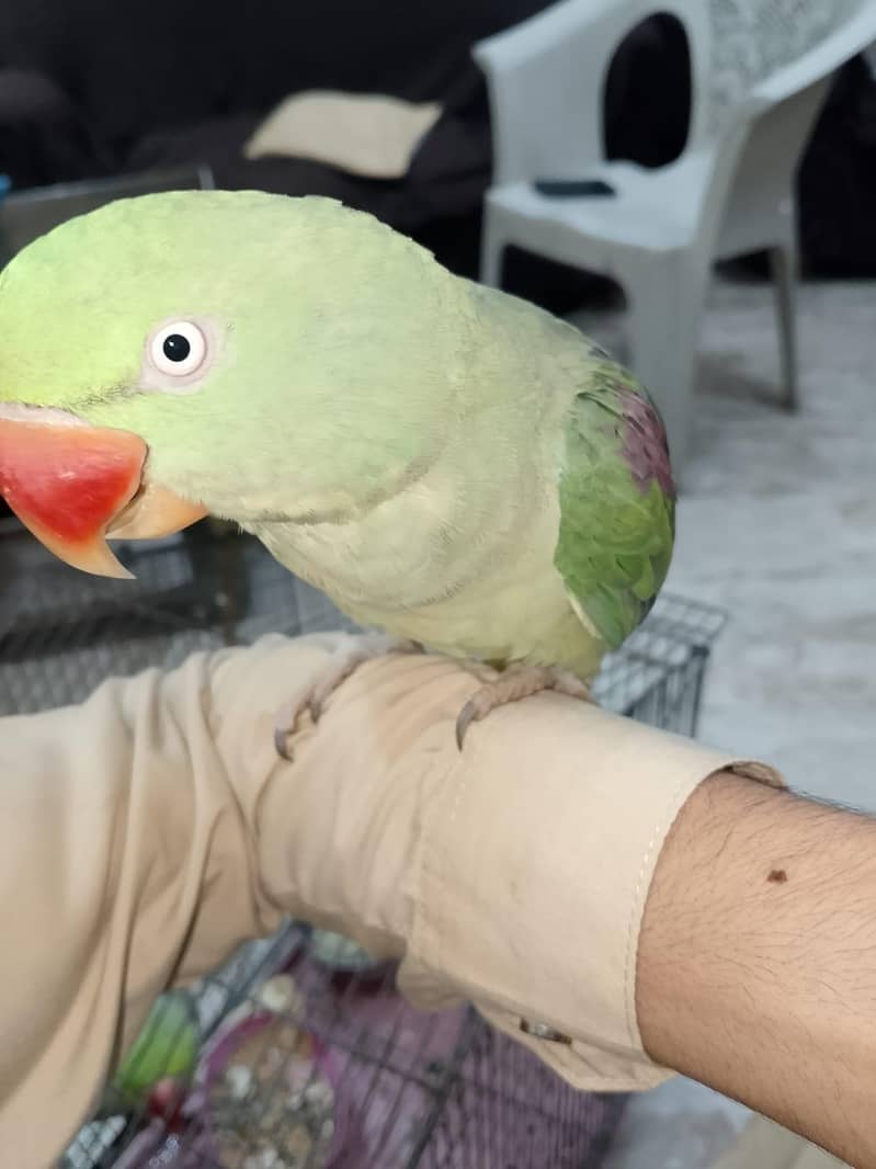 parrot 1
