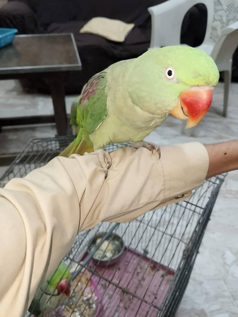 parrot 2