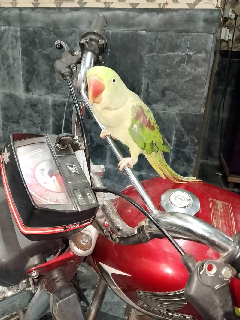 parrot 3