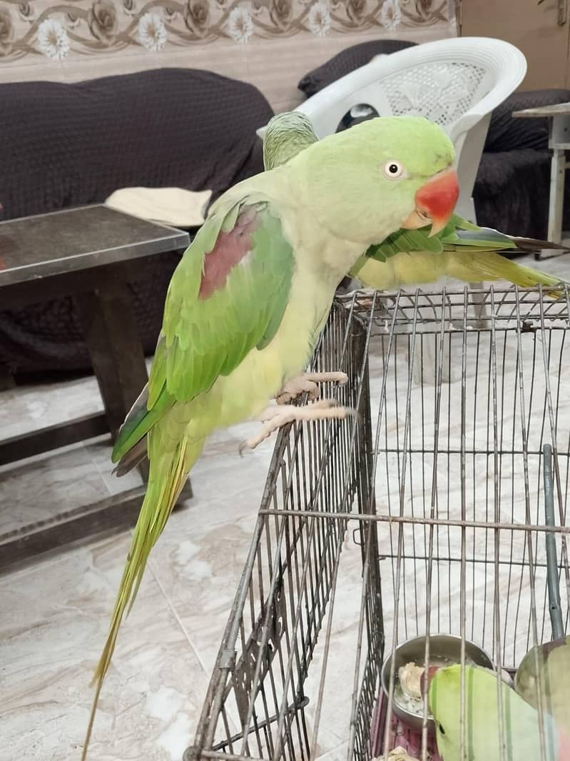 parrot 4