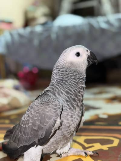 Grey parrot for sale