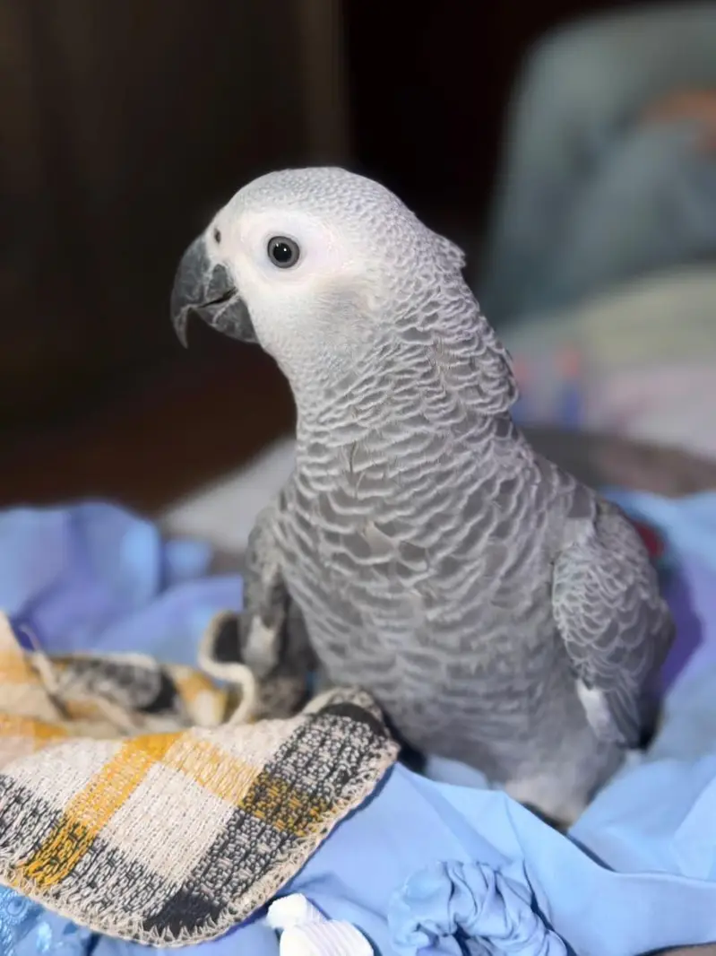 Grey parrot for sale — photo 2