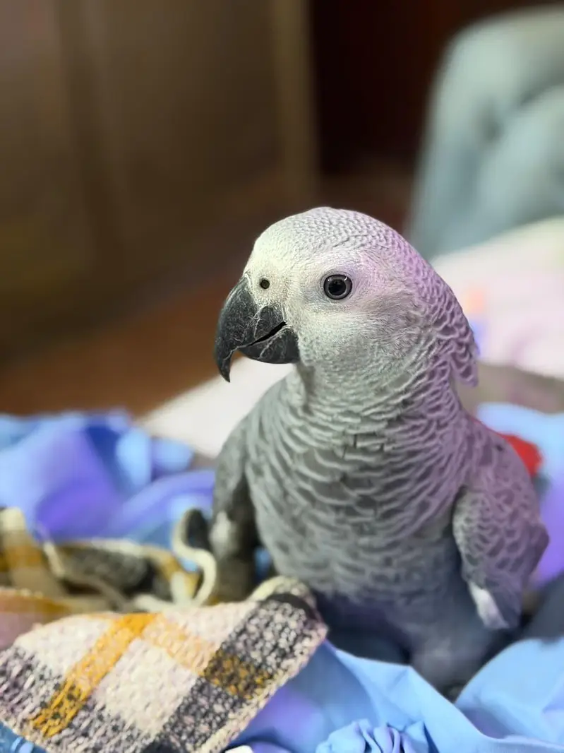 Grey parrot for sale — photo 3
