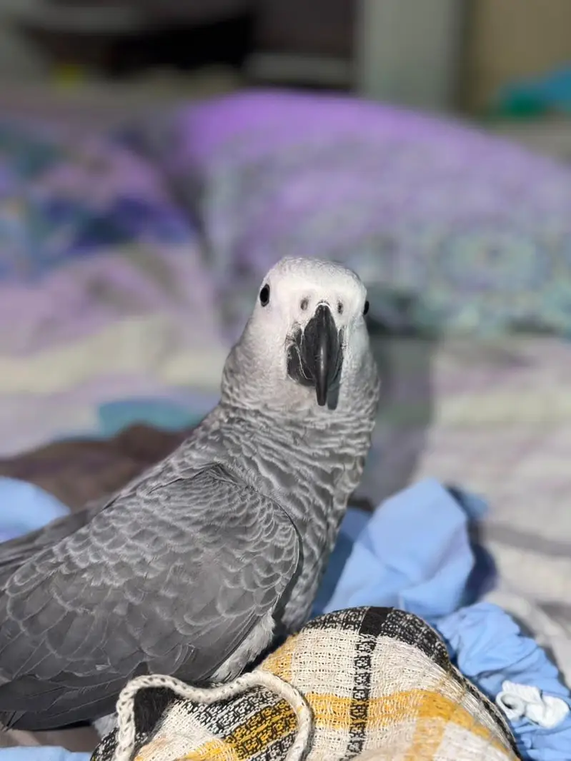 Grey parrot for sale — photo 4