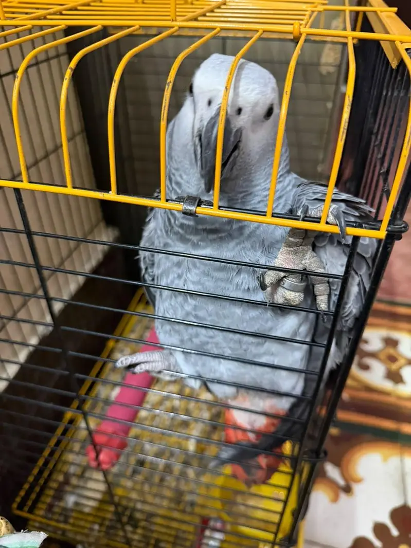 Grey parrot for sale — photo 5