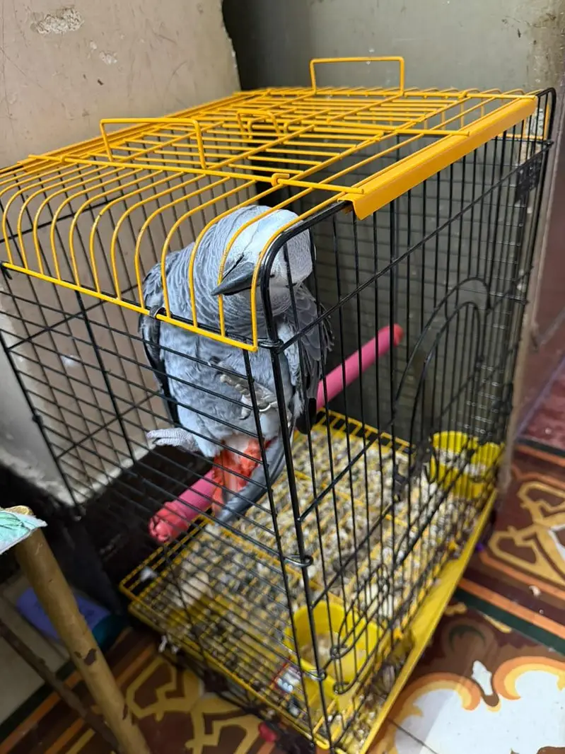 Grey parrot for sale — photo 6