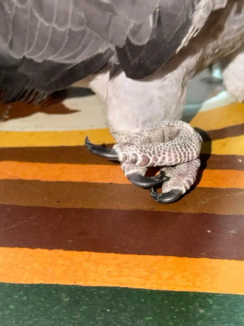 Grey parrot for sale — photo 7