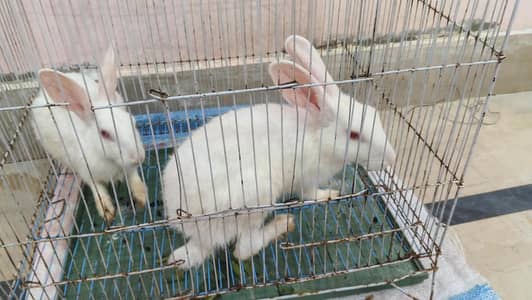 rabbits pair