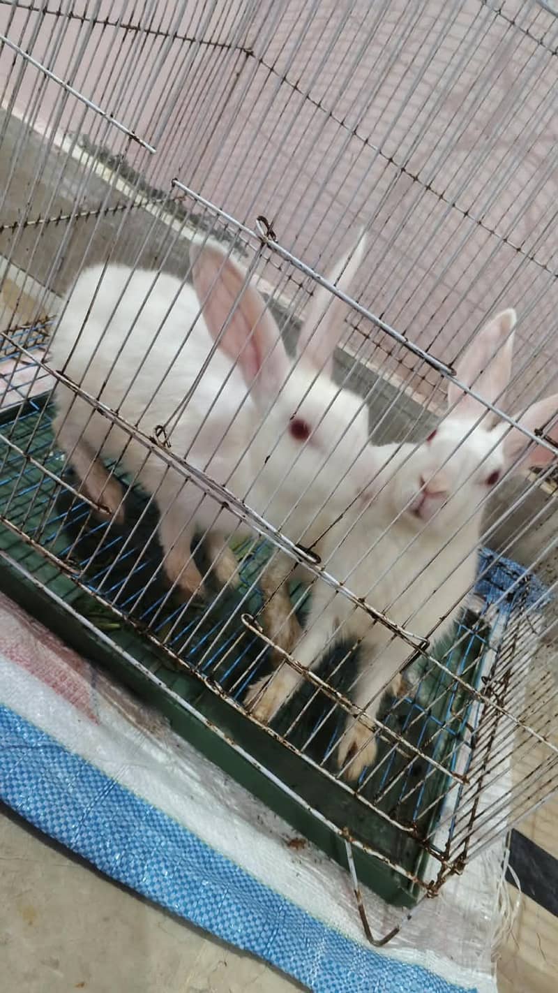 rabbits pair 1