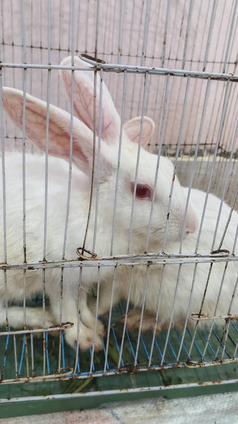 rabbits pair 2