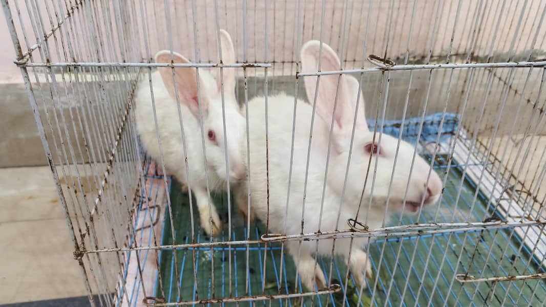 rabbits pair 3