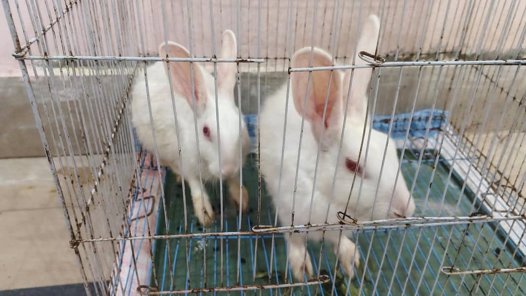 rabbits pair 4