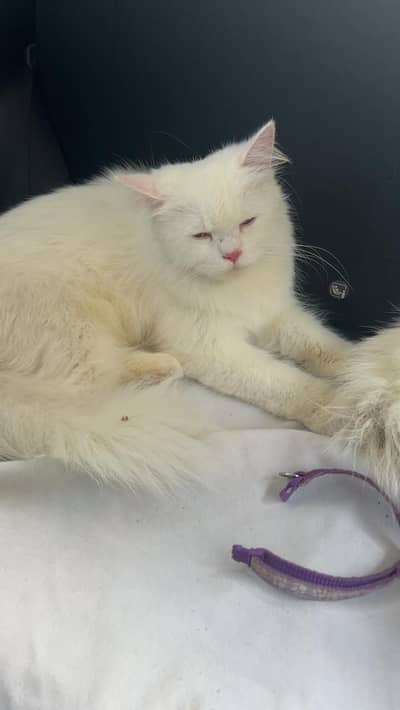 female persian cat