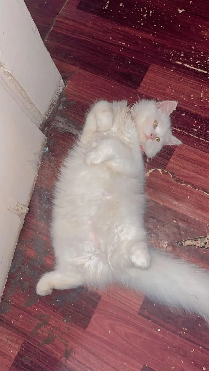 female persian cat — photo 2