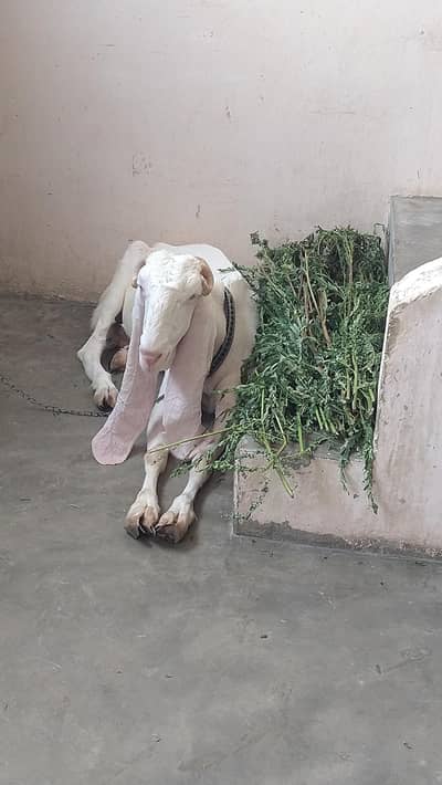 Adult gulabi bakri