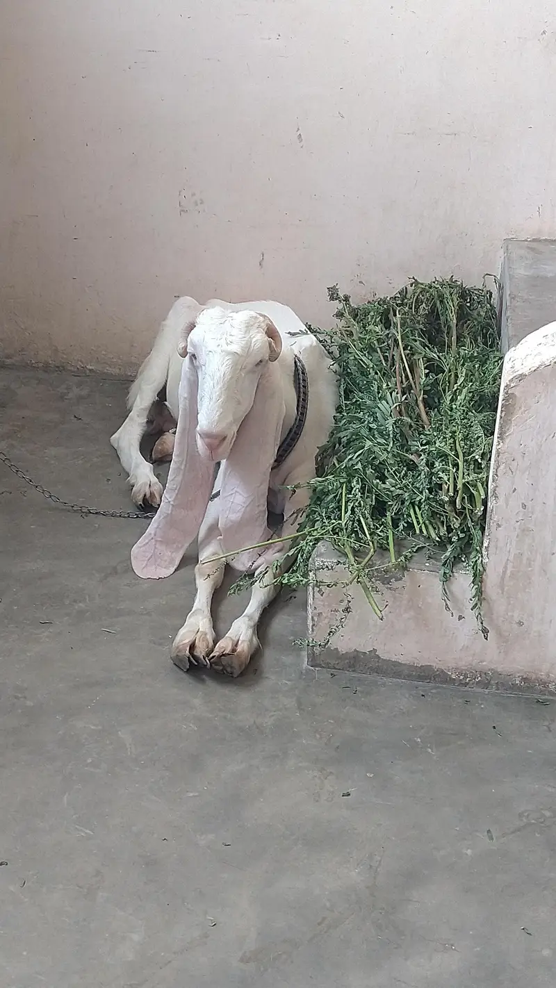Adult gulabi bakri — photo 2