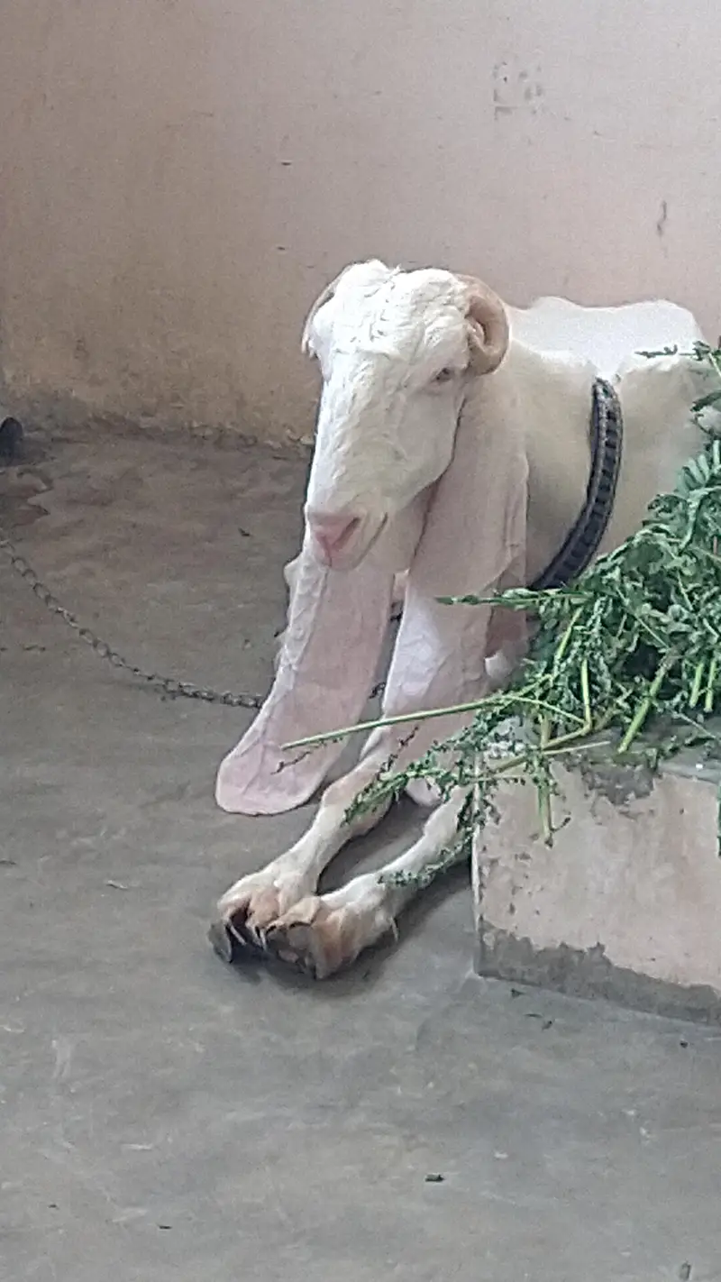 Adult gulabi bakri — photo 3
