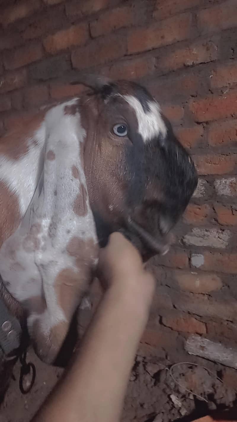 nagra bakra 0