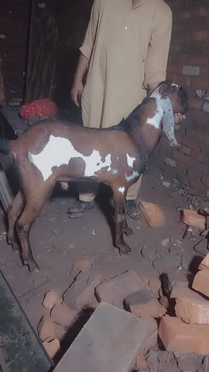 nagra bakra 2