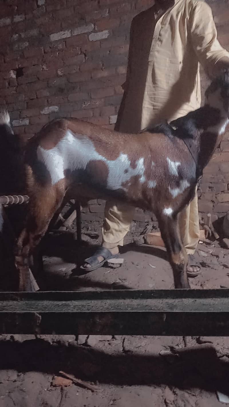 nagra bakra 3