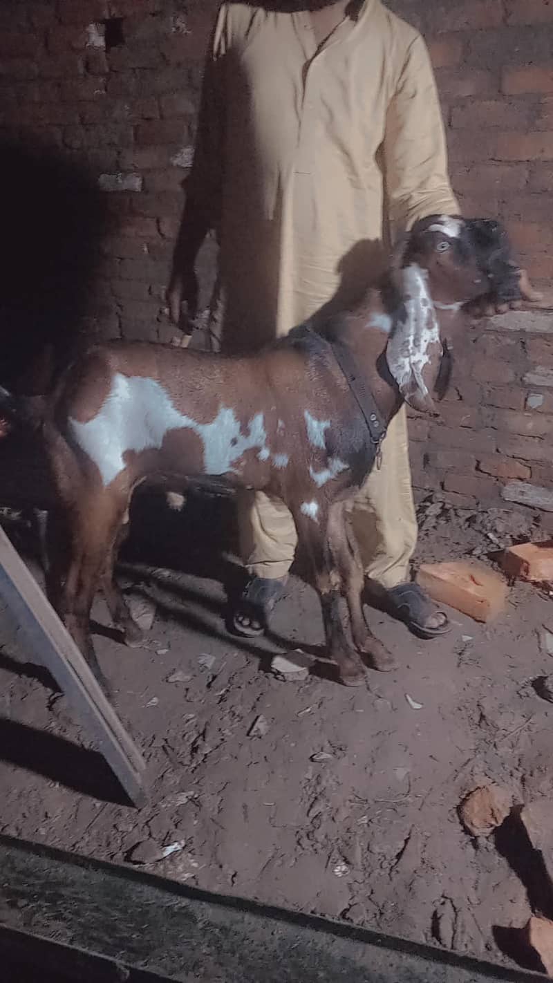 nagra bakra 4