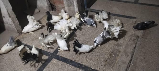 pigeon