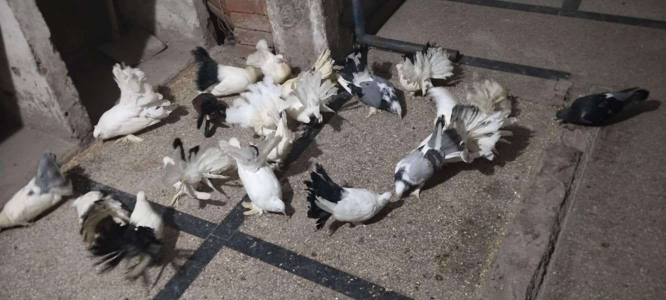 pigeon 0