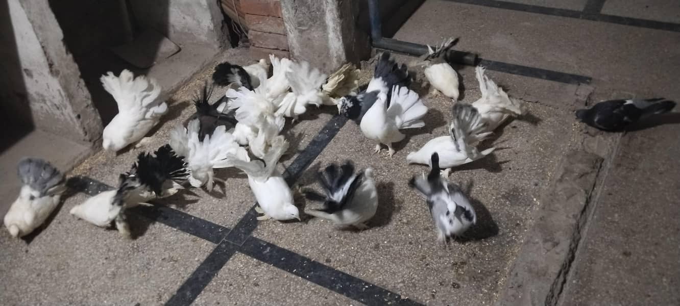 pigeon 1