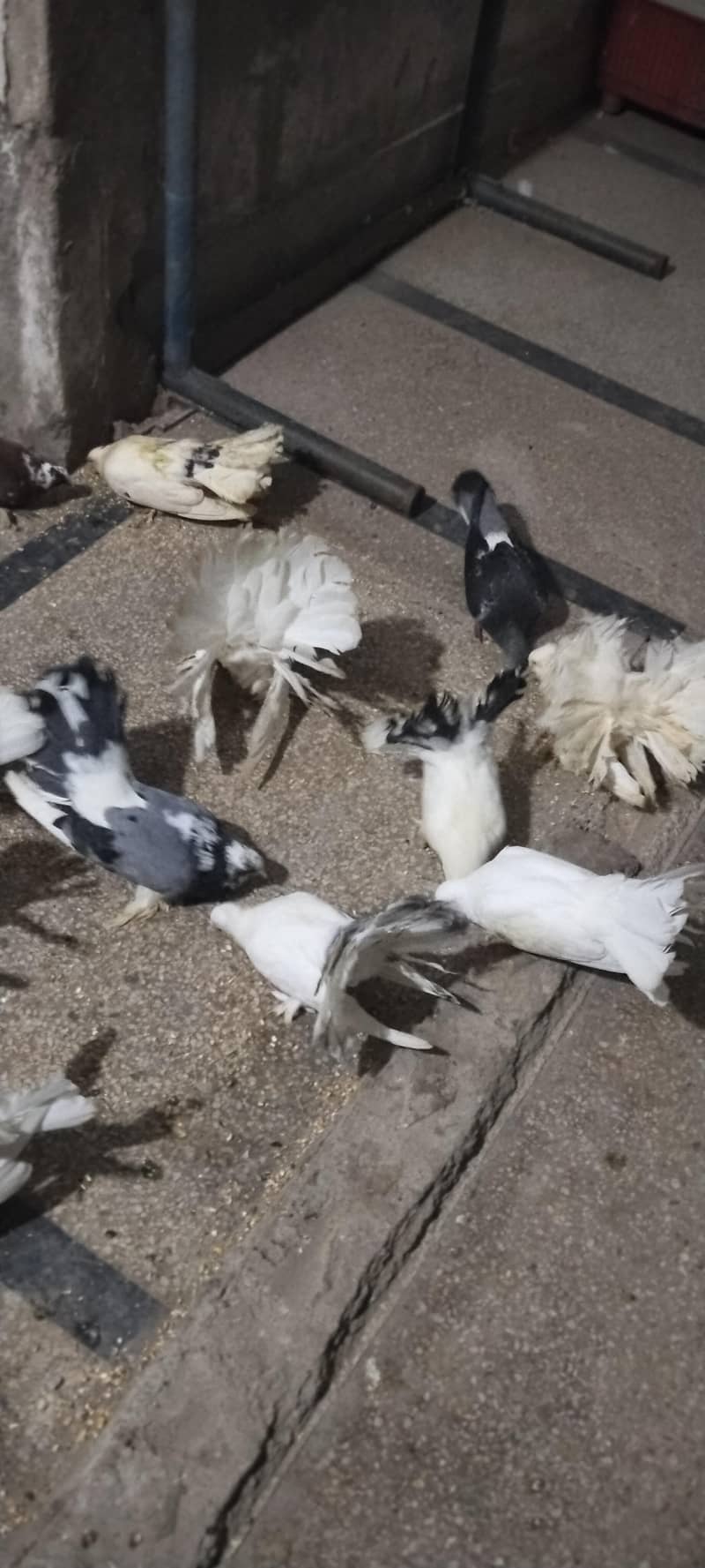 pigeon 3