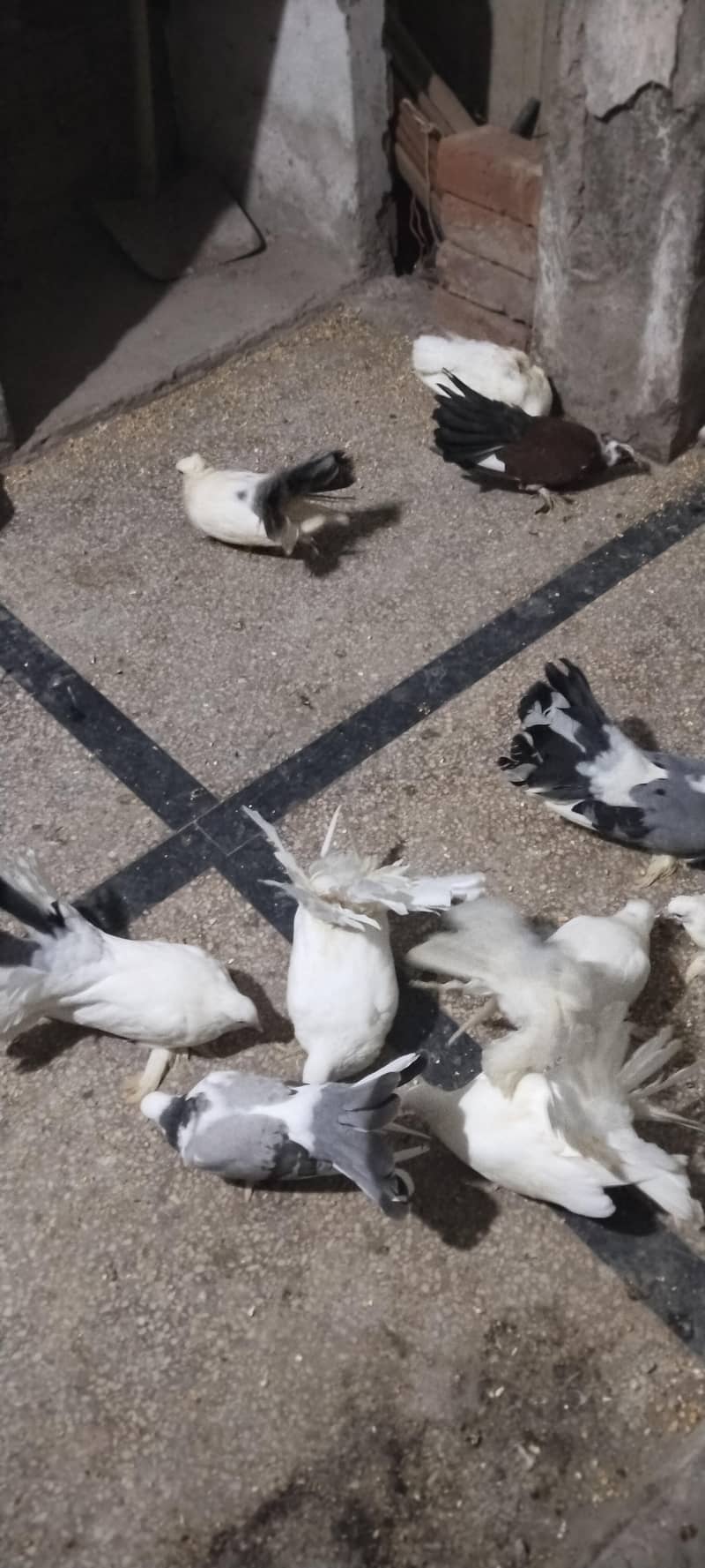 pigeon 4