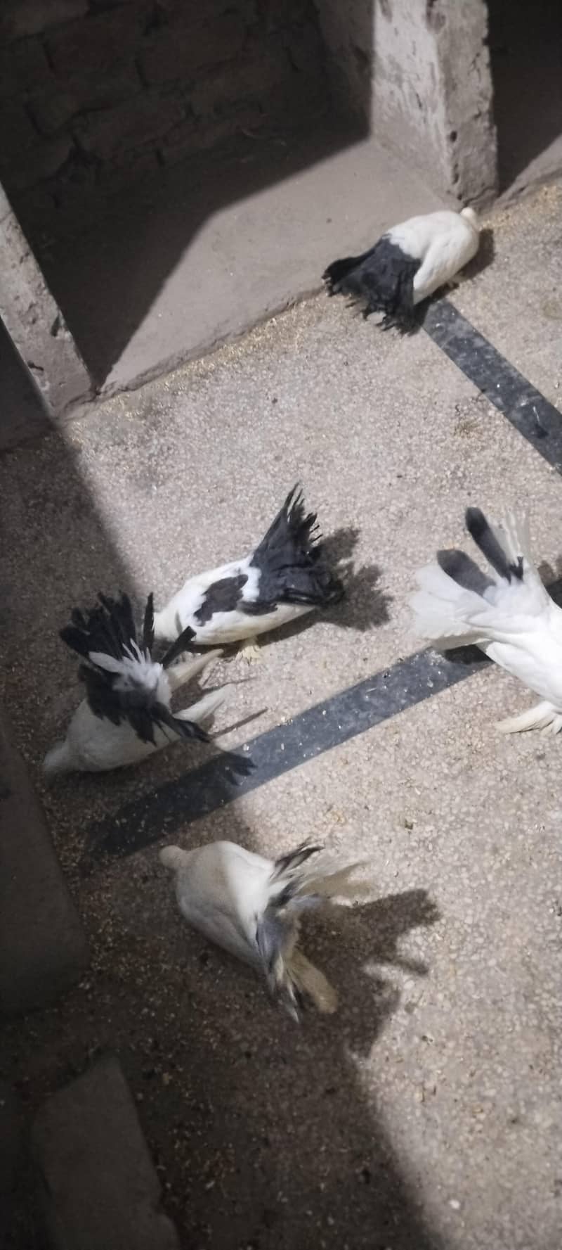 pigeon 5