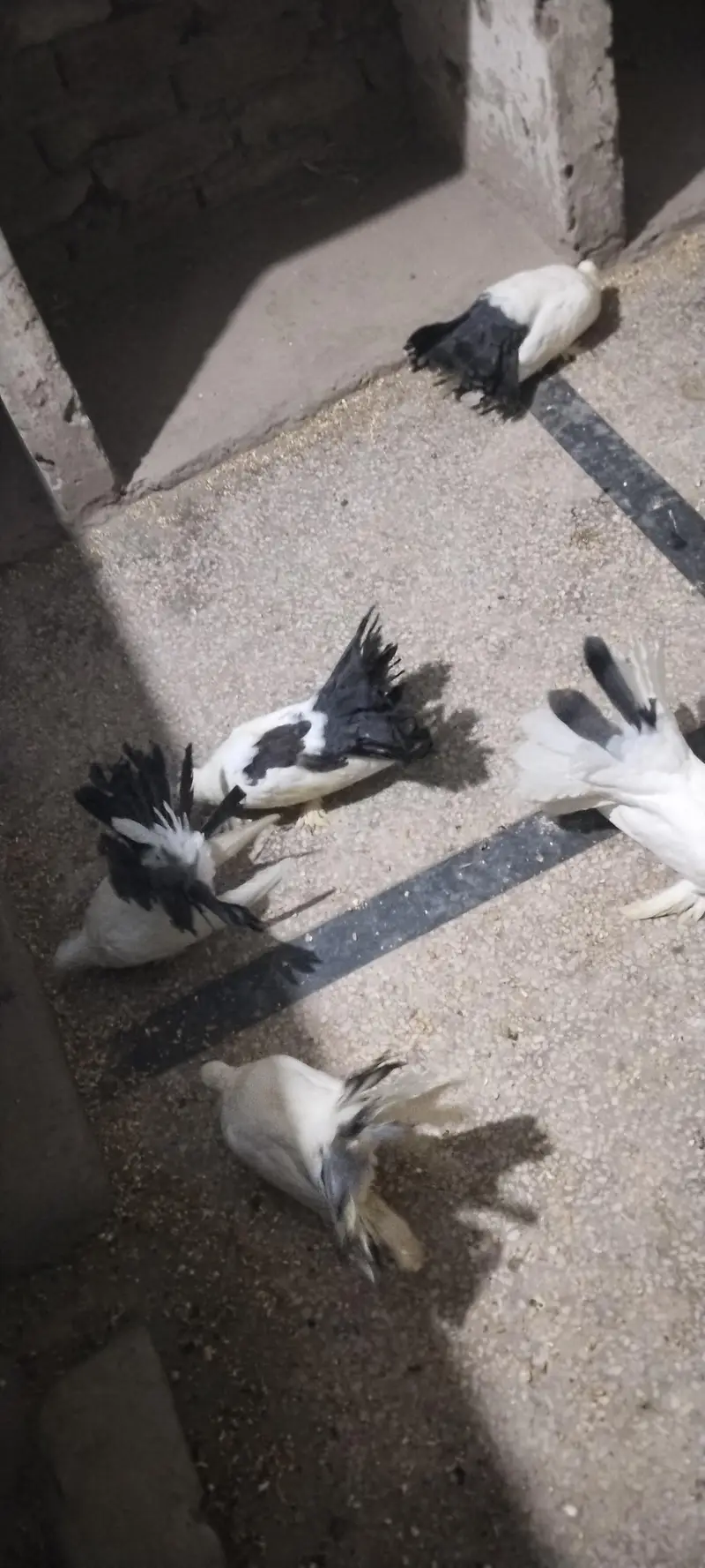 pigeon — photo 6