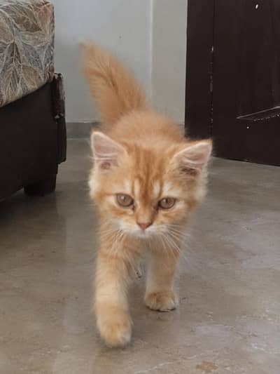 PERSIAN HIGH QUALITY KITTENS